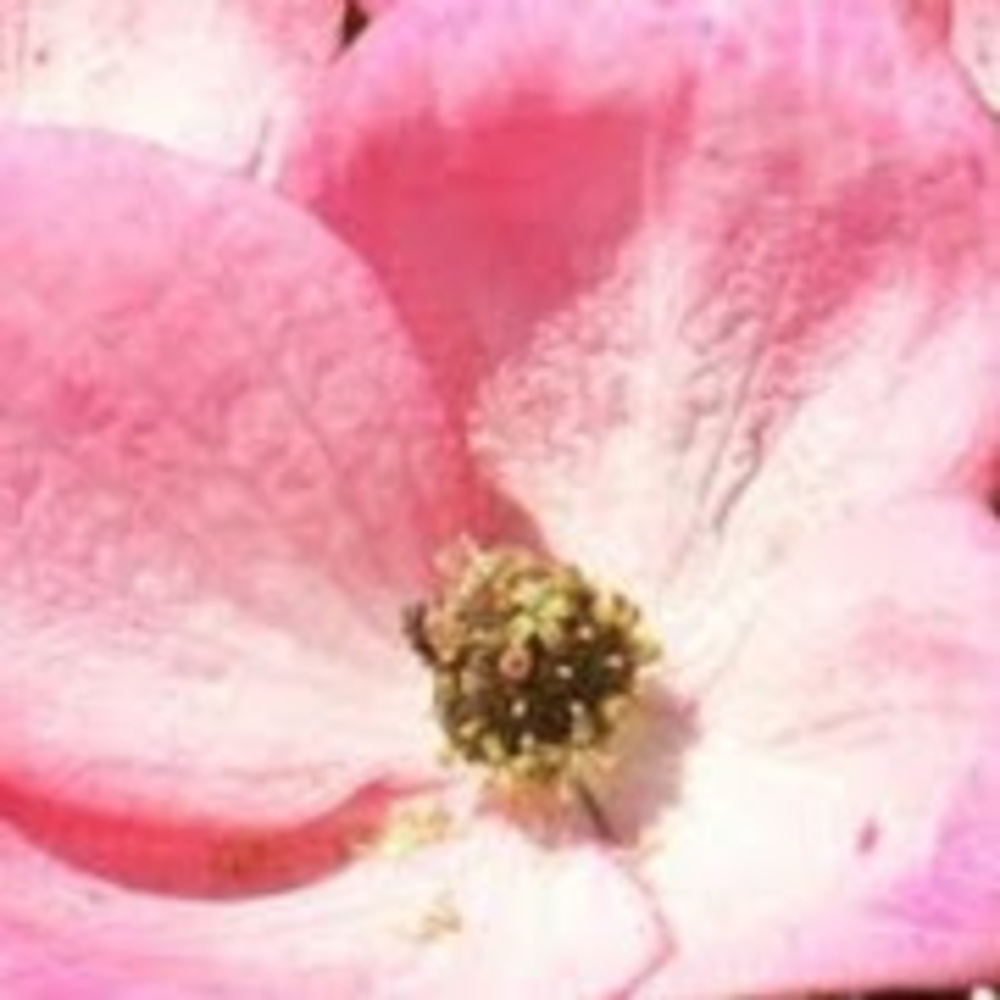 Meet your Posher, Jazmyne